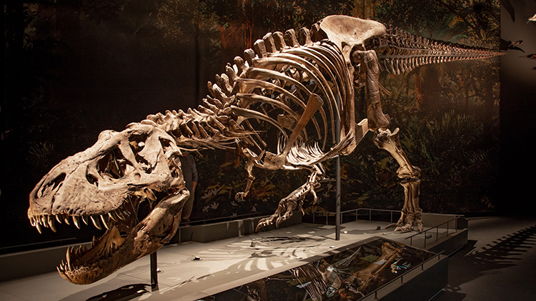 Kommunikation über Neubau Naturalis verlief makellos!