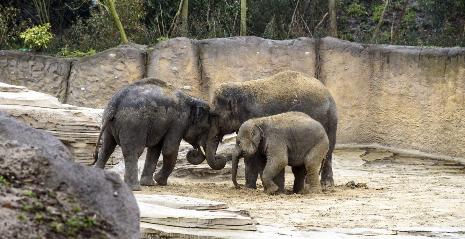 Der Bau von WILDLANDS Adventure Zoo
